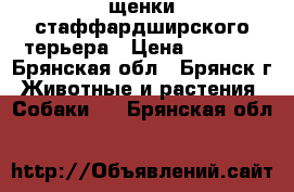 щенки стаффардширского терьера › Цена ­ 8 000 - Брянская обл., Брянск г. Животные и растения » Собаки   . Брянская обл.